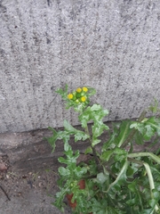 Senecio vulgaris