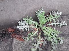 Sonchus oleraceus