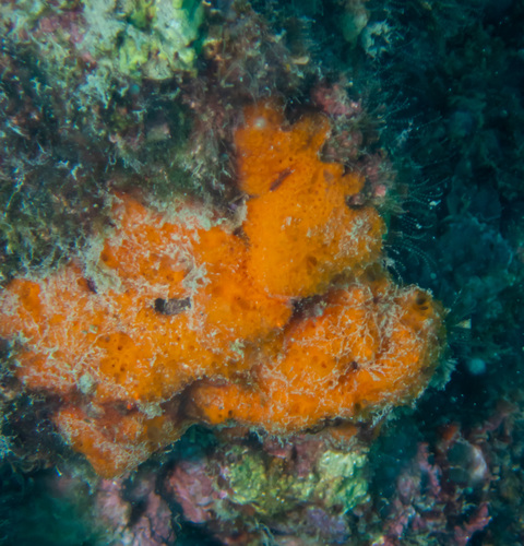 Scopalina hapalia
