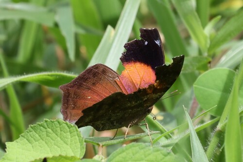 Photo of Lilac Mother-of-Pearl (Salamis cacta)
