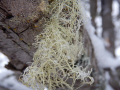 Usnea perplexans