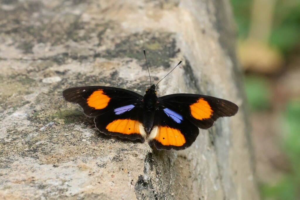 Blue-spot Pansy