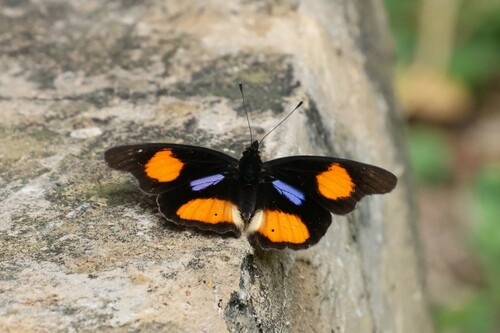 Junonia westermanni