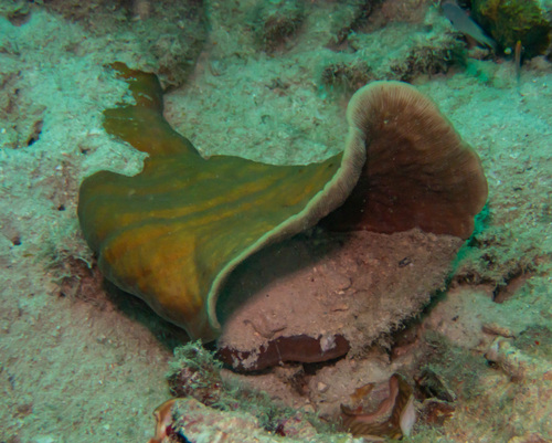 bracket coral