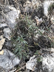 Thelesperma longipes