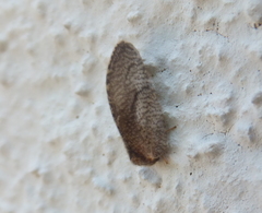 Megalomus pyraloides