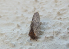 Megalomus pyraloides