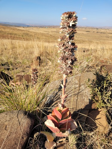 Kalanchoe luciae