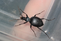 Scaphinotus punctatus