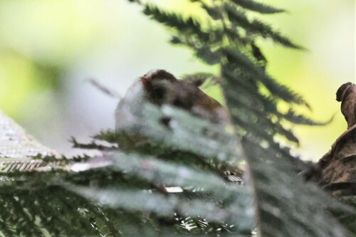 White-browed Crombec (Sylvietta leucophrys), photo 4