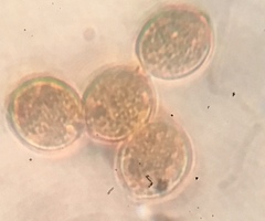 Botryobasidium simile
