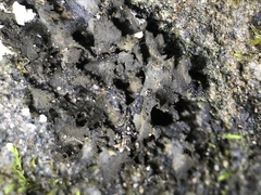 Lathagrium fuscovirens