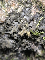 Lathagrium fuscovirens