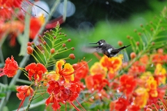Calliphlox amethystina