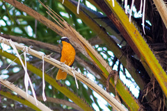 Cossypha albicapillus