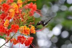 Calliphlox amethystina