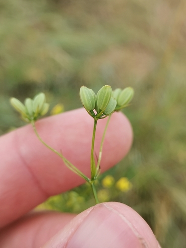 Image of Bupleurum praealtum by (c) Ljaž, some rights reserved (CC BY)