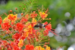 Calliphlox amethystina