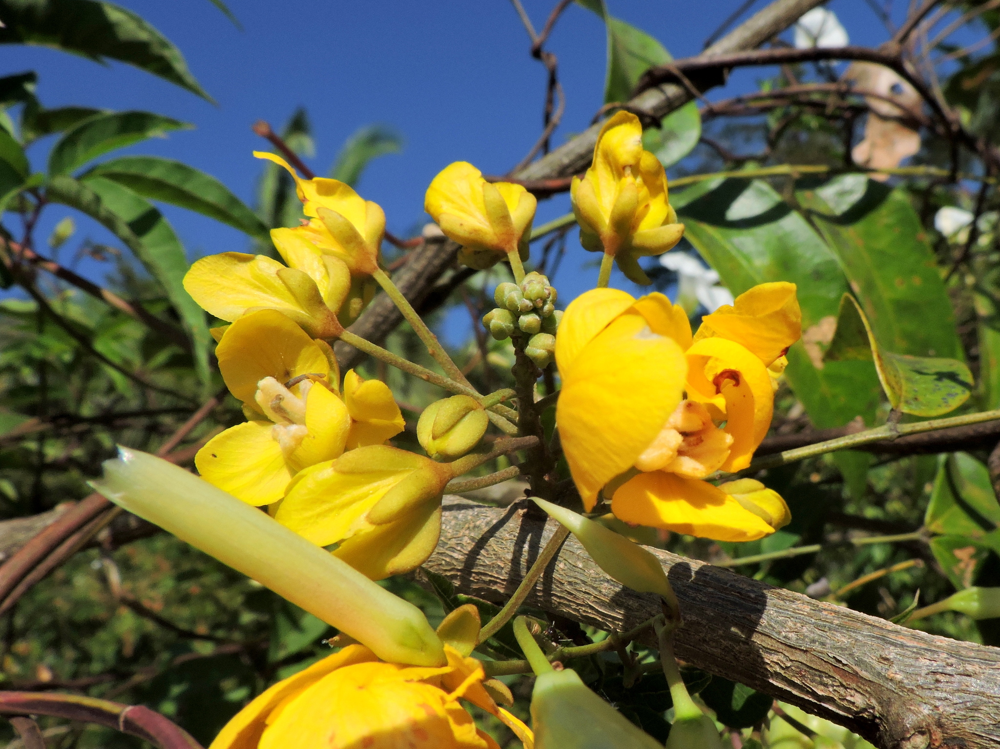Chamaecrista ensiformis