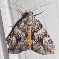 Catocala lineella