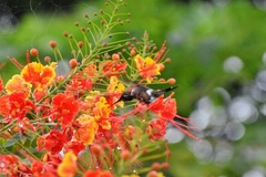 Calliphlox amethystina