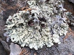 Xanthoparmelia viriduloumbrina