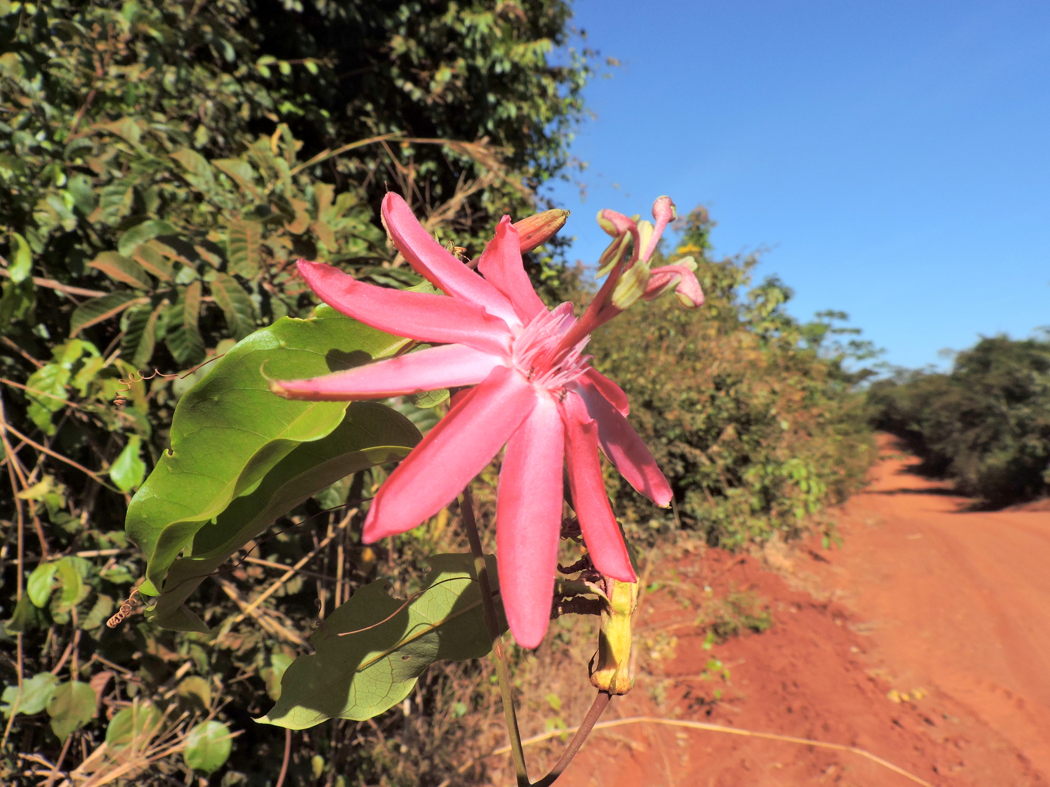Passiflora glandulosa