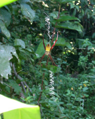 Argiope