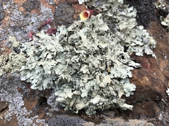 Xanthoparmelia viriduloumbrina