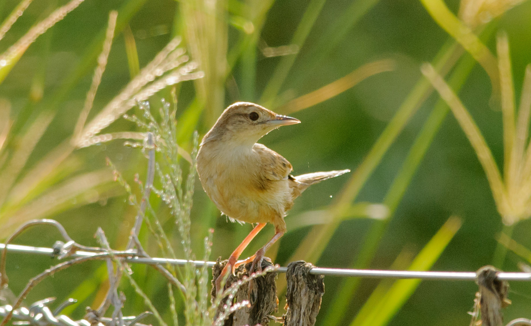 Tawny Grassbird illustration