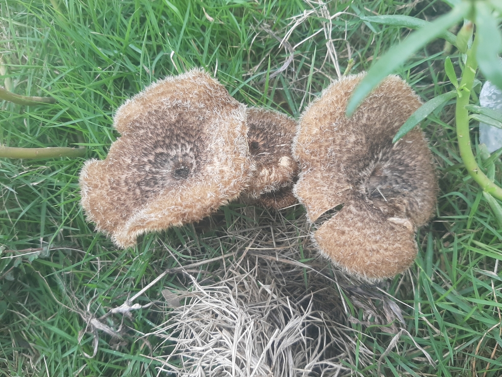 Lentinus berteroi