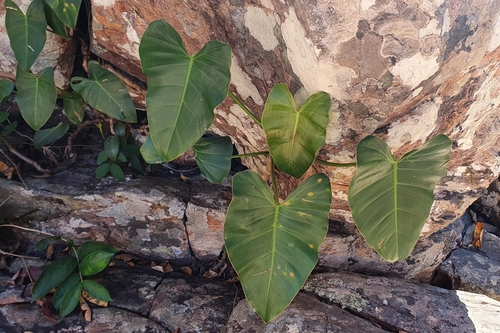 Philodendron quinquenervium