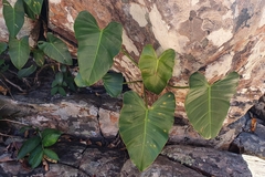 Philodendron quinquenervium