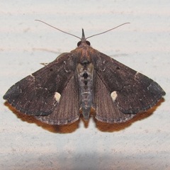 Hypena bijugalis