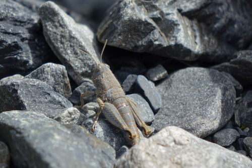 Sigaus nivalis photo 3