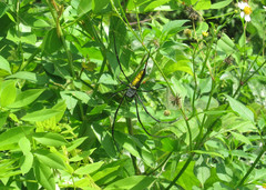 Nephila pilipes