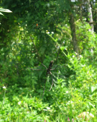 Nephila