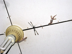 Hemidactylus frenatus