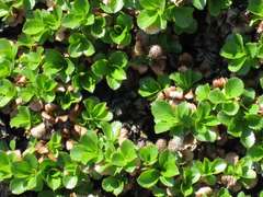 Salix berberifolia kamtschatica