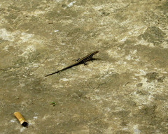 Emoia caeruleocauda