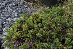 Pimelea notia