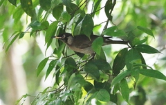Bolemoreus frenatus