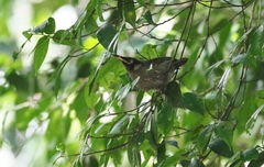 Bolemoreus frenatus