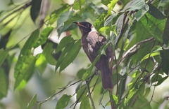 Bolemoreus frenatus