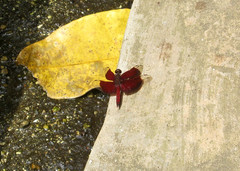 Neurothemis papuensis