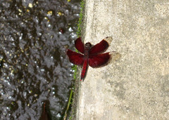 Neurothemis papuensis