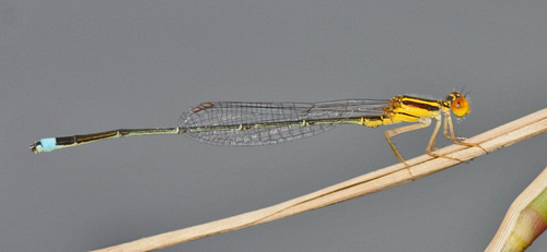 Enallagma sulcatum Williamson, 1922