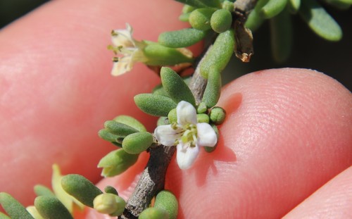 California desert-thorn (Lycium californicum)