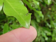 Glabridorsum stokesii