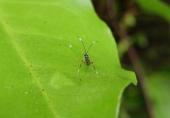 Glabridorsum stokesii